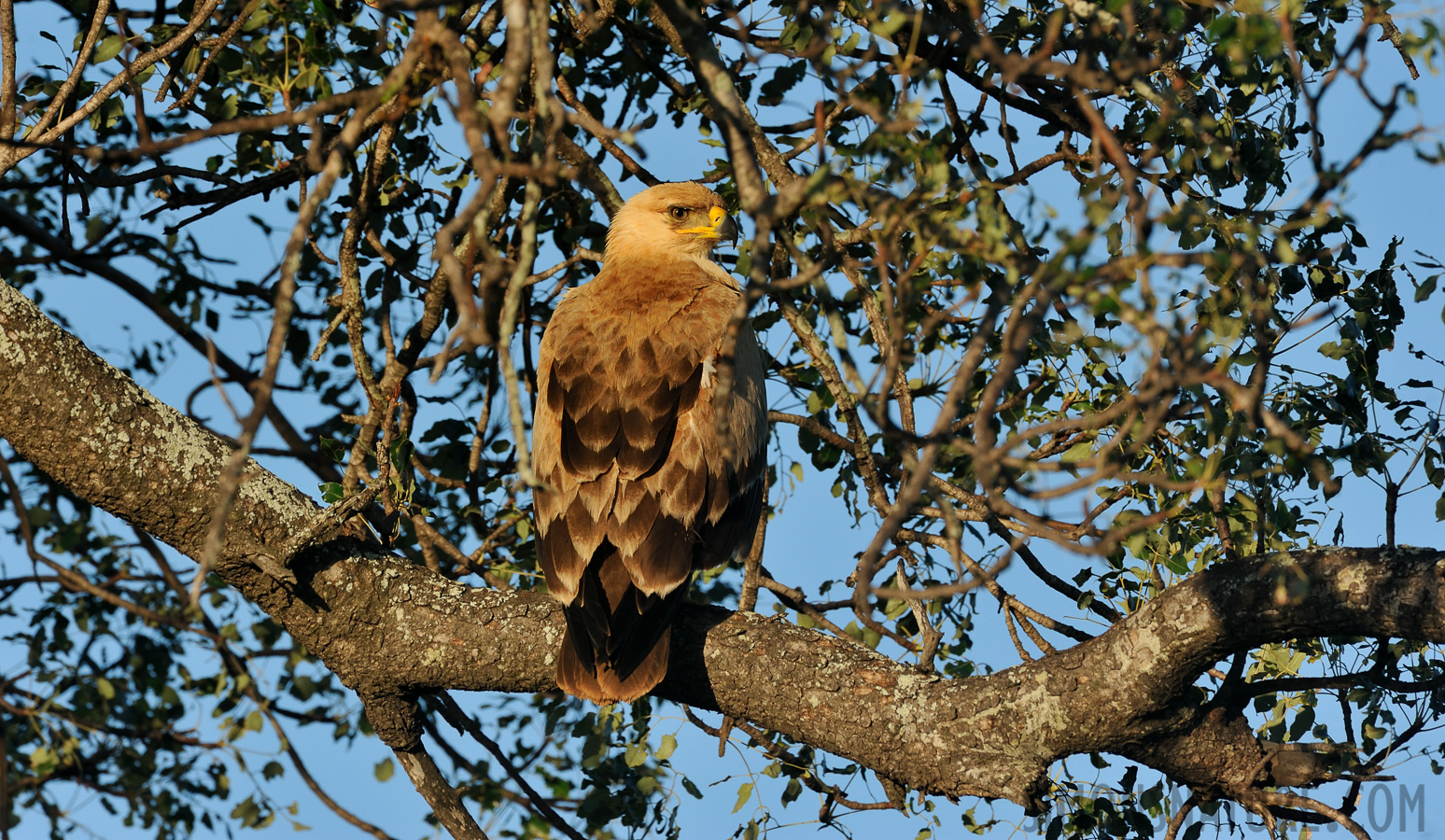 Aquila rapax rapax [550 mm, 1/500 sec at f / 11, ISO 800]